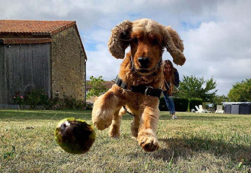 découvrez tout ce qu'il faut savoir sur la fréquence vétérinaire pour votre chien. apprenez l'importance des visites régulières chez le vétérinaire pour la santé et le bien-être de votre compagnon à quatre pattes.