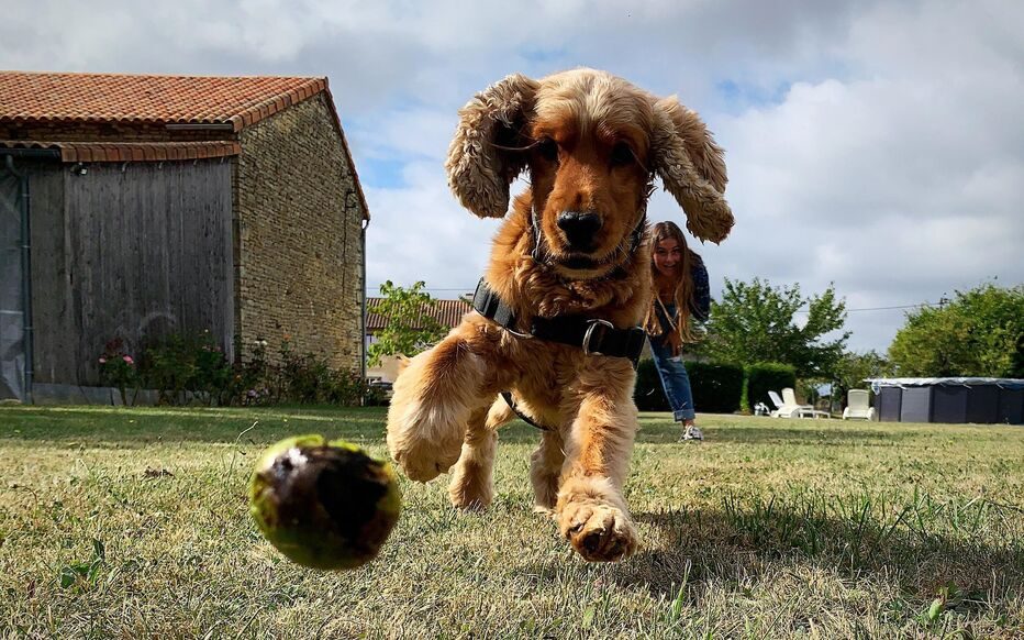 découvrez tout ce qu'il faut savoir sur la fréquence vétérinaire pour votre chien. apprenez l'importance des visites régulières chez le vétérinaire pour la santé et le bien-être de votre compagnon à quatre pattes.