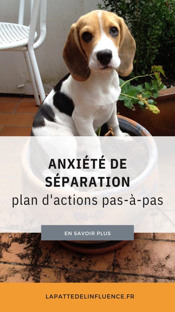 découvrez comment aider votre chien à surmonter l'anxiété de séparation grâce à des conseils pratiques, des techniques de rééducation et des ressources adaptées. offrez à votre compagnon à quatre pattes un quotidien serein et sans stress.