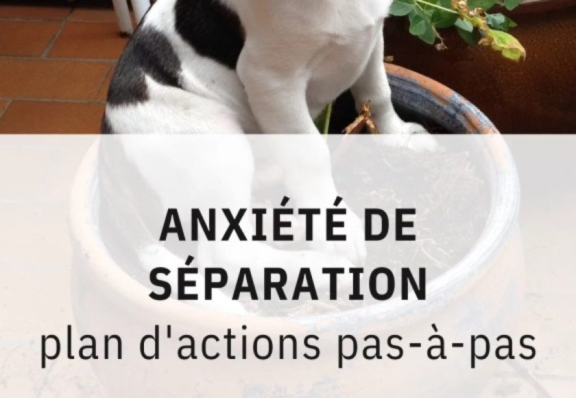 découvrez comment aider votre chien à surmonter l'anxiété de séparation grâce à des conseils pratiques, des techniques de rééducation et des ressources adaptées. offrez à votre compagnon à quatre pattes un quotidien serein et sans stress.