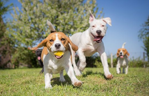 découvrez comment aménager un espace confortable et sécurisé pour votre chien. des conseils pratiques et des idées d'aménagement pour créer un environnement agréable qui répond aux besoins de votre fidèle compagnon.