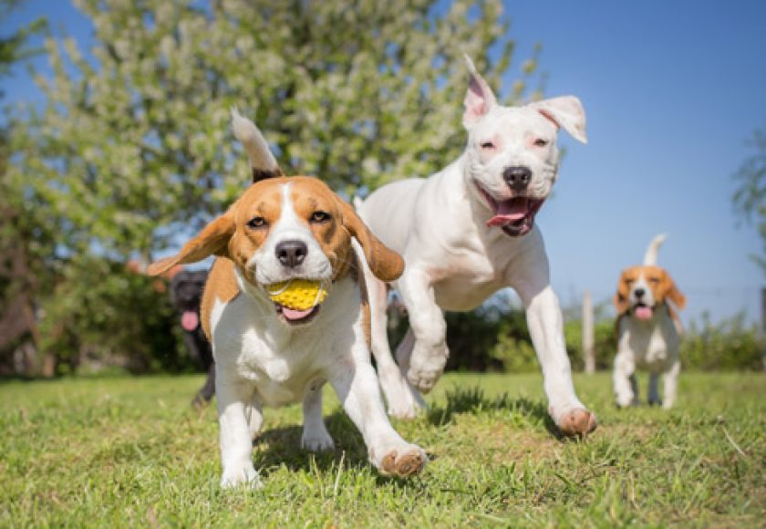 découvrez comment aménager un espace confortable et sécurisé pour votre chien. des conseils pratiques et des idées d'aménagement pour créer un environnement agréable qui répond aux besoins de votre fidèle compagnon.