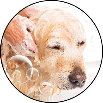 découvrez nos conseils et astuces pour brosser votre chien efficacement. apprenez à choisir les bons outils et techniques pour maintenir le pelage de votre compagnon en bonne santé et bien entretenu.