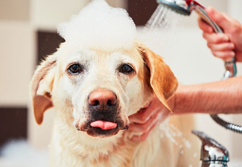 découvrez les meilleures astuces et conseils pour donner un bain à votre chien facilement. apprenez à choisir les produits adaptés, à préparer votre chien et à rendre cette expérience agréable pour vous deux!