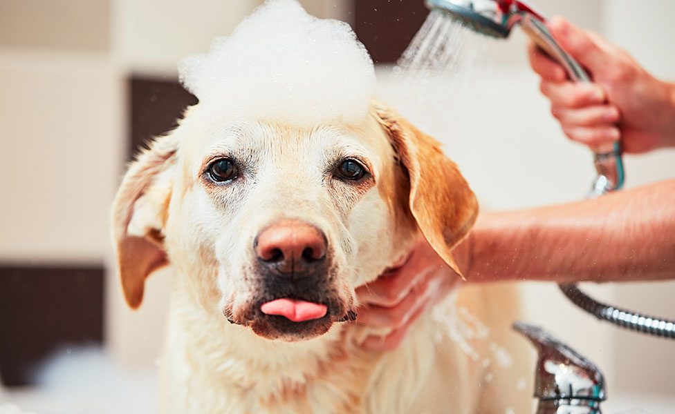 découvrez les meilleures astuces et conseils pour donner un bain à votre chien facilement. apprenez à choisir les produits adaptés, à préparer votre chien et à rendre cette expérience agréable pour vous deux!