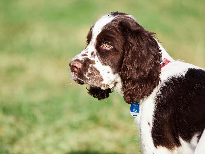 découvrez des conseils pratiques pour habituer votre chien à porter un harnais en toute sérénité. des astuces simples pour un apprentissage en douceur et un confort optimal lors de vos promenades.