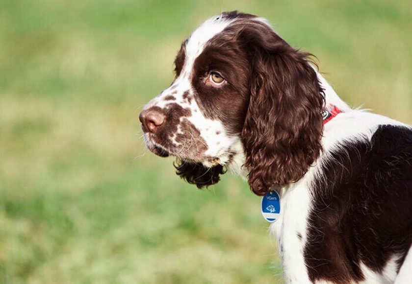 découvrez des conseils pratiques pour habituer votre chien à porter un harnais en toute sérénité. des astuces simples pour un apprentissage en douceur et un confort optimal lors de vos promenades.