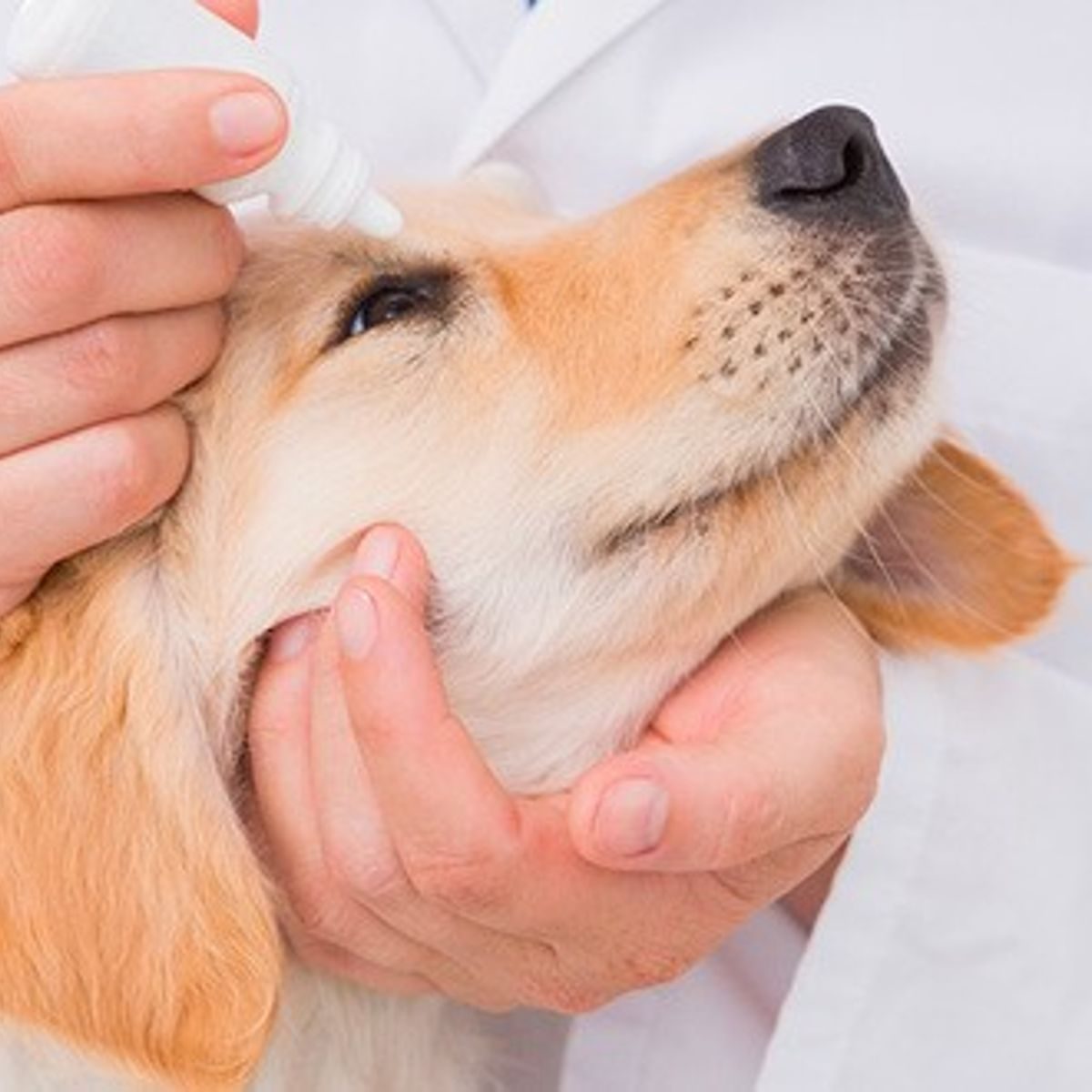 découvrez nos astuces et conseils pour le nettoyage des yeux de votre chien. apprenez à prévenir les irritations et à maintenir une bonne hygiène oculaire pour le bien-être de votre compagnon à quatre pattes.