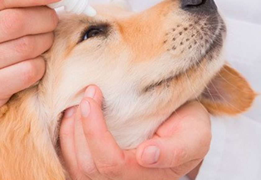 découvrez nos astuces et conseils pour le nettoyage des yeux de votre chien. apprenez à prévenir les irritations et à maintenir une bonne hygiène oculaire pour le bien-être de votre compagnon à quatre pattes.