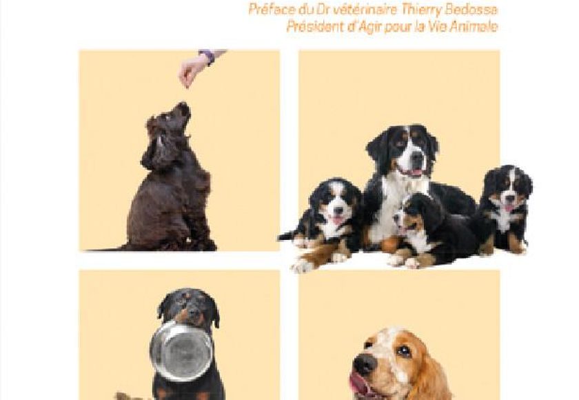 découvrez des conseils pratiques et des recettes équilibrées pour nourrir votre chien. apprenez comment choisir les meilleurs aliments pour assurer sa santé et son bien-être.