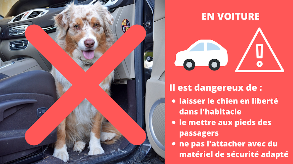 découvrez des astuces essentielles pour préparer votre chien à un voyage en voiture. assurez un trajet agréable et sécurisé grâce à nos conseils sur l'acclimatation, les équipements nécessaires et les pauses recommandées.