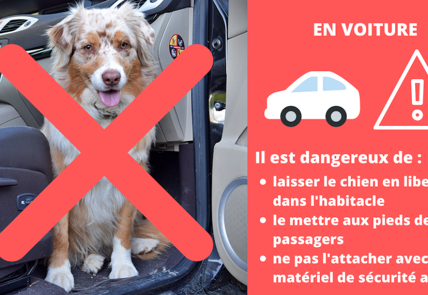 découvrez des astuces essentielles pour préparer votre chien à un voyage en voiture. assurez un trajet agréable et sécurisé grâce à nos conseils sur l'acclimatation, les équipements nécessaires et les pauses recommandées.