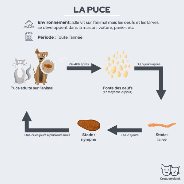 découvrez nos conseils essentiels pour protéger votre chien des parasites. apprenez à identifier les menaces, à choisir des traitements appropriés et à adopter des stratégies préventives pour garantir sa santé et son bien-être.