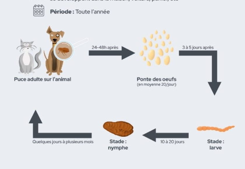 découvrez nos conseils essentiels pour protéger votre chien des parasites. apprenez à identifier les menaces, à choisir des traitements appropriés et à adopter des stratégies préventives pour garantir sa santé et son bien-être.