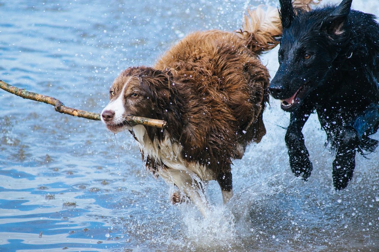 découvrez l'importance de la socialisation chez le chien pour un comportement équilibré et heureux. apprenez des techniques efficaces pour aider votre compagnon à interagir positivement avec d'autres animaux et personnes.