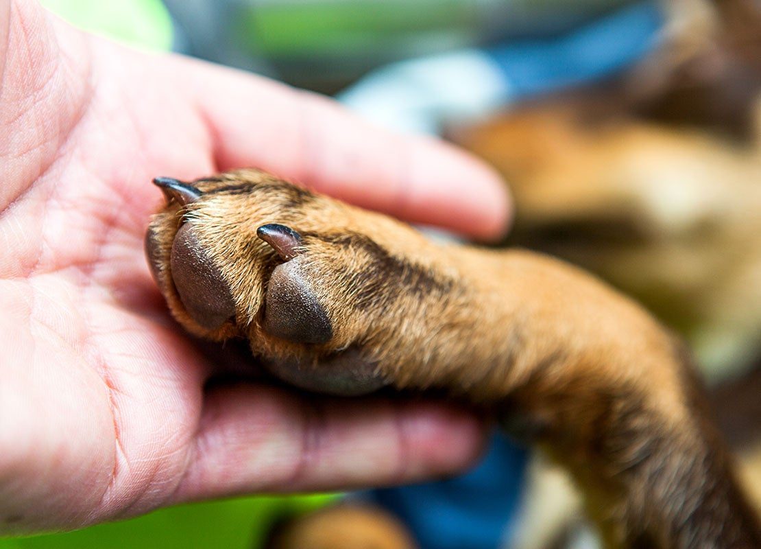 découvrez tout sur les griffes de chien : conseils pour l'entretien, les bienfaits d'une coupe régulière et les signaux d'alerte à surveiller pour la santé de votre fidèle compagnon.