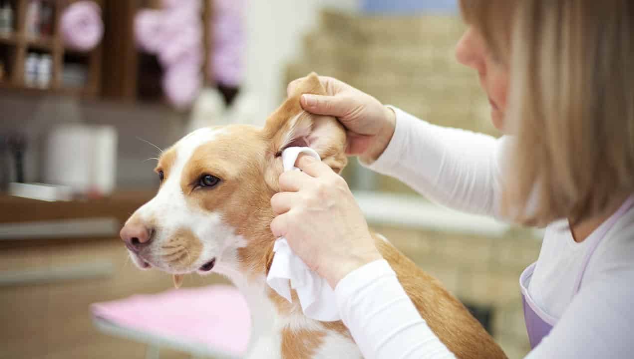 découvrez comment vérifier les infections des oreilles chez votre chien. apprenez à identifier les signes d'infection, les symptômes à surveiller et les meilleures pratiques pour assurer la santé auditive de votre compagnon à quatre pattes.