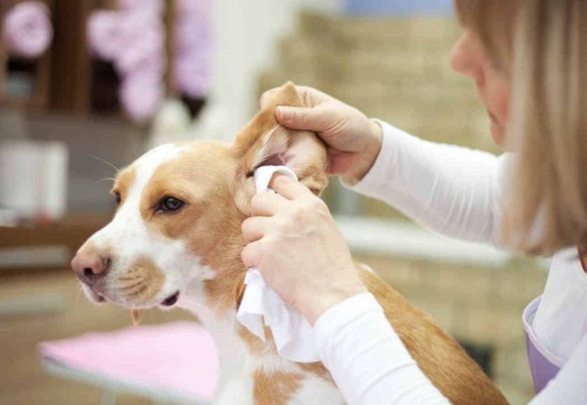 découvrez comment vérifier les infections des oreilles chez votre chien. apprenez à identifier les signes d'infection, les symptômes à surveiller et les meilleures pratiques pour assurer la santé auditive de votre compagnon à quatre pattes.