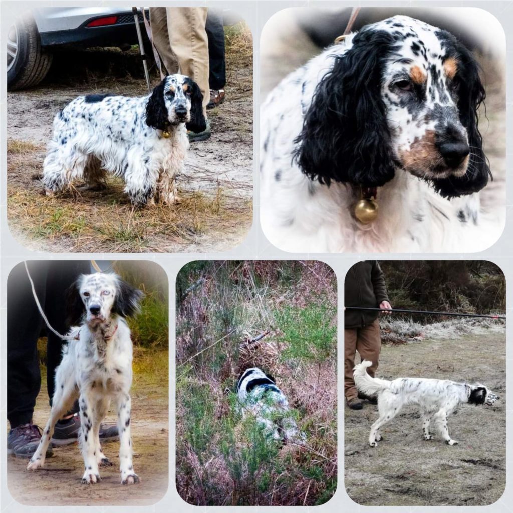 découvrez une sélection d'exercices amusants et stimulants pour garder votre chien en pleine forme et heureux. apprenez les meilleures pratiques pour fidéliser votre compagnon à quatre pattes tout en renforçant votre lien.