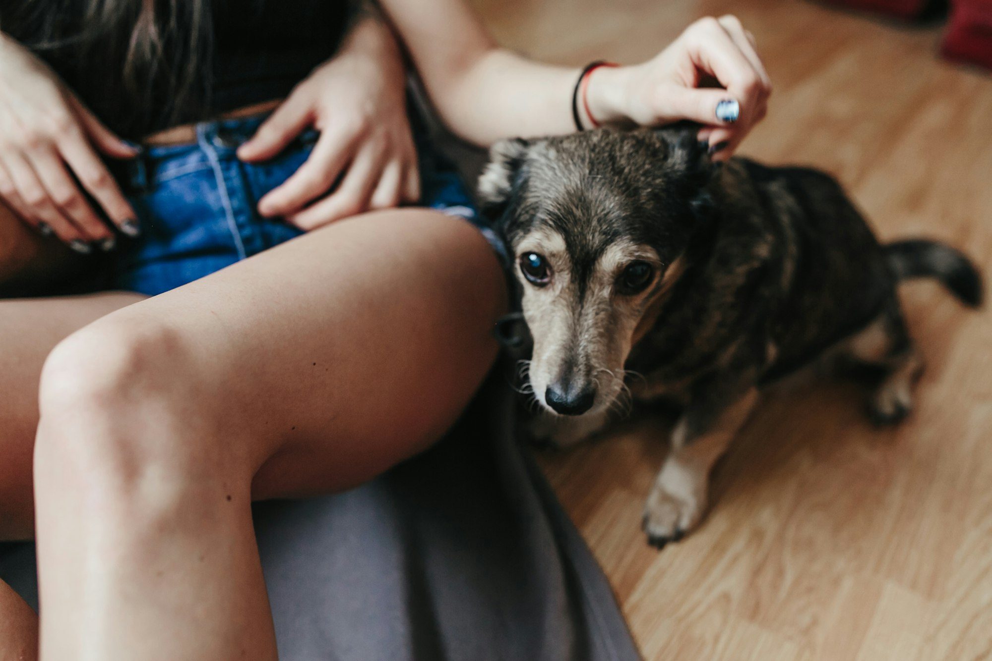 découvrez les principales causes des vomissements chez les chiens, les symptômes à surveiller et les conseils pour prendre soin de votre compagnon à quatre pattes. informez-vous sur les aliments, les maladies et d'autres facteurs pouvant provoquer ce trouble.