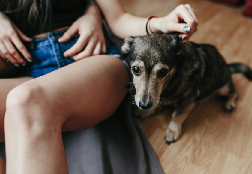 découvrez les principales causes des vomissements chez les chiens, les symptômes à surveiller et les conseils pour prendre soin de votre compagnon à quatre pattes. informez-vous sur les aliments, les maladies et d'autres facteurs pouvant provoquer ce trouble.