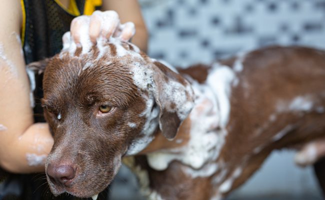 découvrez les étapes essentielles du toilettage pour chiens afin de garantir un pelage sain et éclatant. suivez notre guide pratique pour apprendre à bichonner votre compagnon à quatre pattes comme un professionnel.