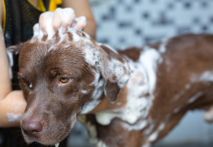 découvrez les étapes essentielles du toilettage pour chiens afin de garantir un pelage sain et éclatant. suivez notre guide pratique pour apprendre à bichonner votre compagnon à quatre pattes comme un professionnel.