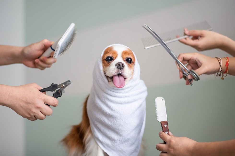 découvrez les étapes essentielles pour un toilettage réussi de votre chien. apprenez à brosser, laver et couper les poils de votre compagnon canin tout en veillant à son confort et à sa santé.