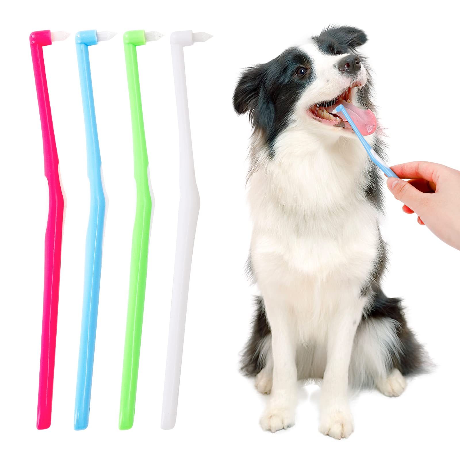 découvrez nos conseils et astuces pour assurer des soins dentaires optimaux à votre chien. apprenez l'importance d'une bonne hygiène bucco-dentaire et les meilleures pratiques pour préserver la santé de ses dents et gencives.