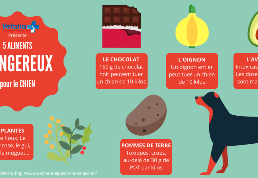 découvrez les aliments toxiques pour les chiens et apprenez à protéger votre compagnon à quatre pattes. informez-vous sur les dangers cachés dans votre cuisine et évitez les accidents alimentaires en connaissance de cause.