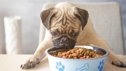 découvrez les nombreux bienfaits d'une alimentation bio pour votre chien. offrez-lui une santé optimale, une meilleure digestion et une vitalité accrue grâce à des ingrédients naturels et sans pesticides. apprenez comment une nutrition bio peut transformer la vie de votre compagnon à quatre pattes.