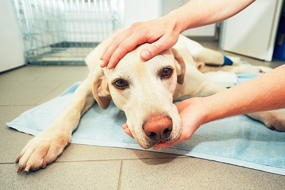 découvrez les principaux signes de santé de votre chien pour assurer son bien-être. apprenez à identifier les symptômes d'éventuels problèmes de santé et les gestes à adopter pour garder votre compagnon en pleine forme.