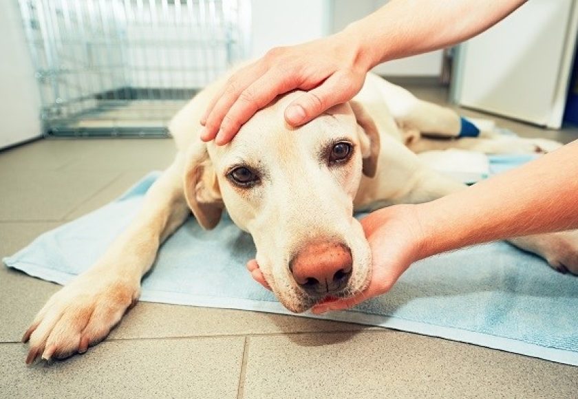 découvrez les principaux signes de santé de votre chien pour assurer son bien-être. apprenez à identifier les symptômes d'éventuels problèmes de santé et les gestes à adopter pour garder votre compagnon en pleine forme.