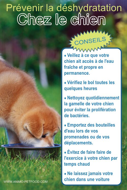 découvrez les signes de déshydratation chez votre chien pour assurer sa santé et son bien-être. apprenez à reconnaître les symptômes, les causes et les solutions pour prévenir la déshydratation et garder votre compagnon à quatre pattes en pleine forme.