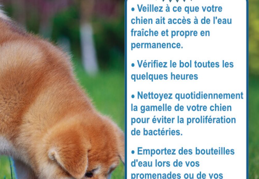 découvrez les signes de déshydratation chez votre chien pour assurer sa santé et son bien-être. apprenez à reconnaître les symptômes, les causes et les solutions pour prévenir la déshydratation et garder votre compagnon à quatre pattes en pleine forme.