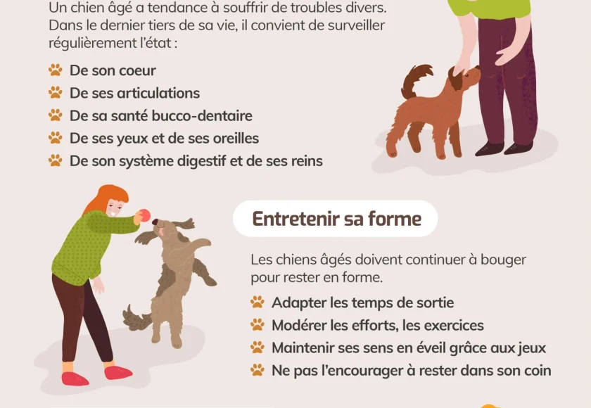 découvrez nos conseils et astuces pour prendre soin de votre chien au quotidien. apprenez-en davantage sur l'alimentation, le toilettage, l'exercice et la santé de votre fidèle compagnon.