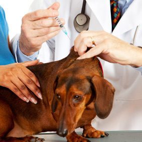 découvrez tout ce que vous devez savoir sur les vaccins pour chiens : importance, types de vaccins, calendrier de vaccination et conseils pour protéger la santé de votre fidèle compagnon.