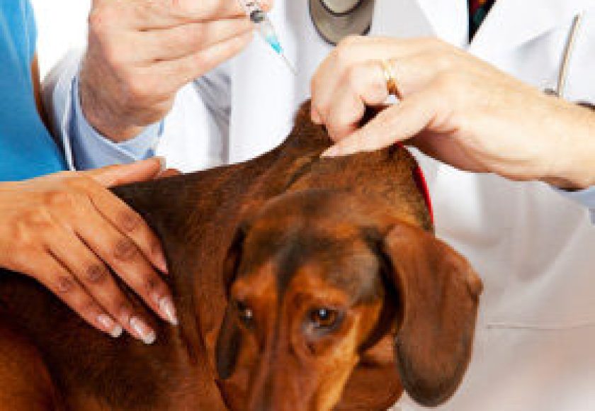 découvrez tout ce que vous devez savoir sur les vaccins pour chiens : importance, types de vaccins, calendrier de vaccination et conseils pour protéger la santé de votre fidèle compagnon.