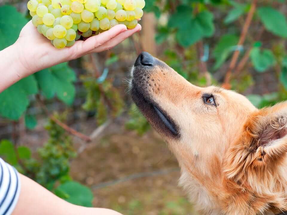 découvrez les aliments toxiques pour les chiens et protégez la santé de votre compagnon à quatre pattes. apprenez à identifier les dangers courants dans votre cuisine et à éviter les risques pour votre animal.