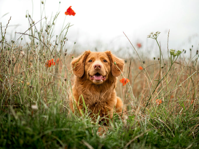 découvrez comment aménager un espace idéal pour votre chien, alliant confort et sécurité. apprenez à choisir les matériaux, les accessoires et l'agencement parfaits pour offrir à votre compagnon un lieu de vie agréable et adapté à ses besoins.