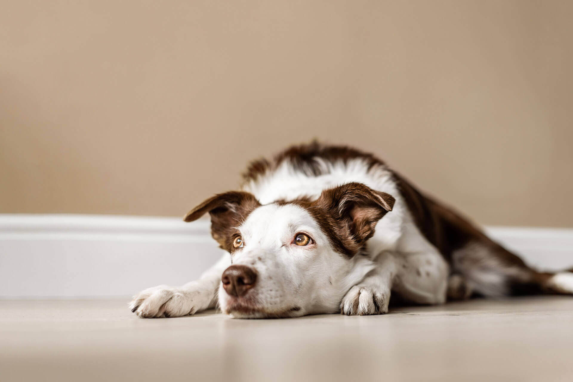 découvrez des astuces pratiques pour aider votre chien à gérer son stress. apprenez des techniques efficaces pour calmer votre compagnon à quatre pattes et améliorer son bien-être au quotidien.