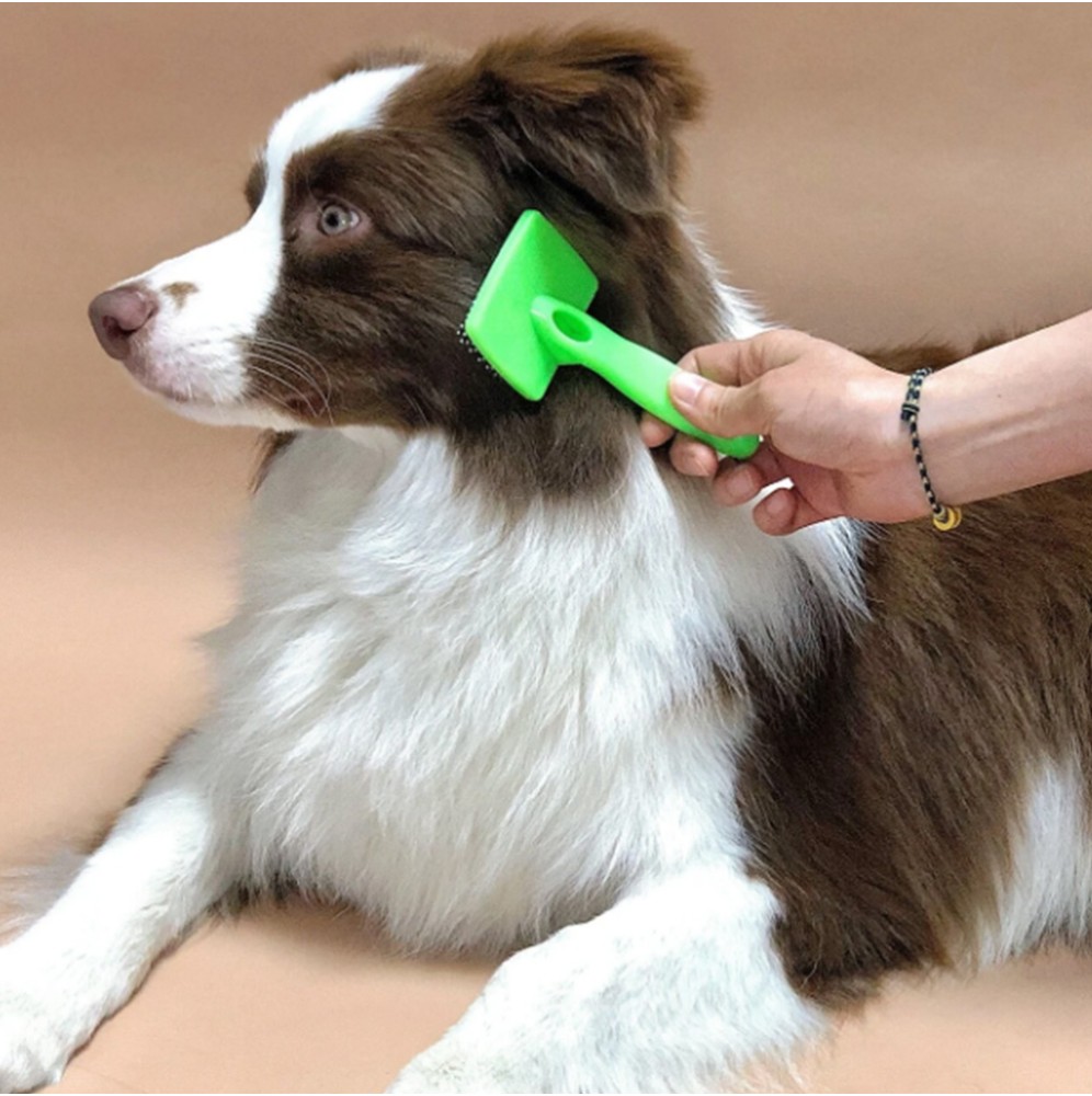 découvrez les meilleures techniques pour brosser votre chien, afin de maintenir son pelage en bonne santé et de renforcer votre lien. apprenez quels outils utiliser et quand brosser pour un toilettage optimal.