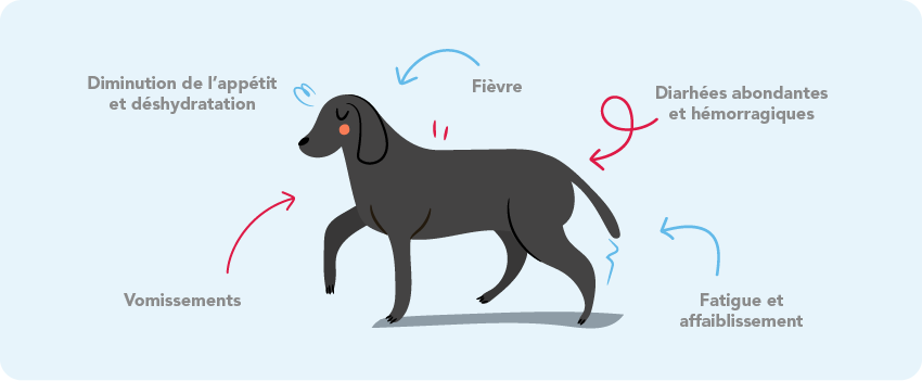 découvrez les principales causes des vomissements chez les chiens, de l'alimentation aux infections. apprenez à identifier les symptômes et quand consulter un vétérinaire pour assurer la santé de votre compagnon.