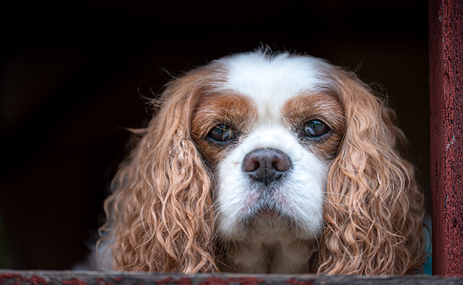 découvrez tout ce qu'il faut savoir sur les chiens âgés : conseils de soins, nutrition adaptée et astuces pour améliorer leur qualité de vie. offrez à votre compagnon à quatre pattes une vieillesse sereine et pleine de bonheur.