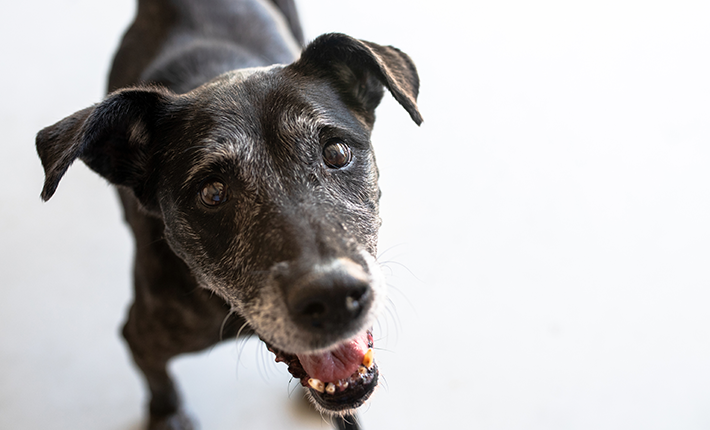 découvrez les meilleures pratiques pour prendre soin d'un chien âgé. apprenez à améliorer sa qualité de vie, à adapter son alimentation, et à renforcer ses soins. des astuces essentielles pour accompagner votre fidèle compagnon dans ses golden years.