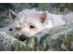 découvrez les causes, symptômes et traitements des douleurs chez le chien. apprenez à reconnaître les signes chez votre fidèle compagnon et trouvez des conseils pour améliorer son bien-être.