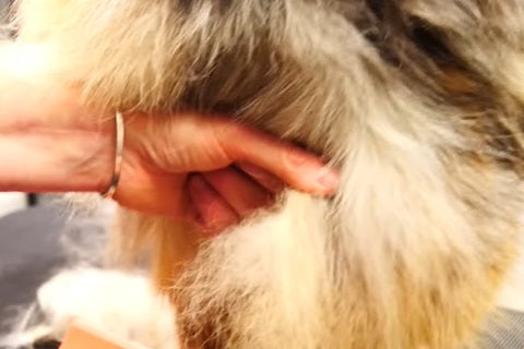 découvrez les étapes essentielles du toilettage de votre chien pour garantir son bien-être et sa santé. apprenez à choisir les bons outils, à démêler son pelage, à nettoyer ses oreilles et à couper ses griffes de manière sécurisée. offrez à votre compagnon à quatre pattes un toilettage de qualité professionnelle à la maison.