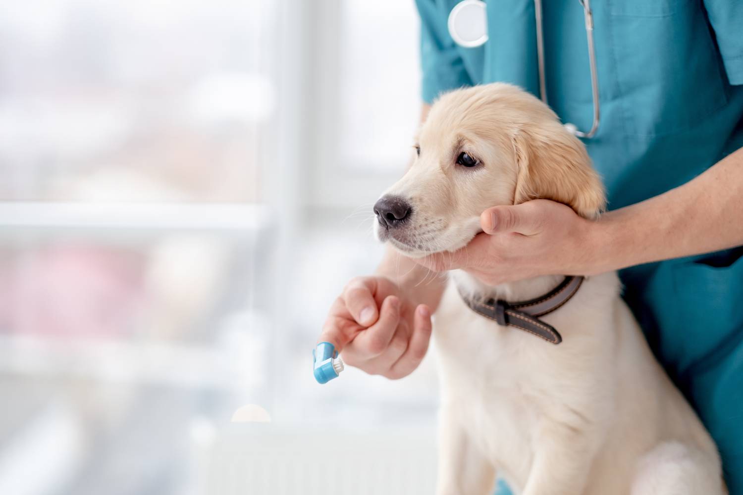 découvrez les étapes essentielles du toilettage pour chien, un guide complet pour garantir le bien-être et l'hygiène de votre compagnon à quatre pattes. apprenez les techniques de brossage, de bain et de coupe pour un pelage éclatant.