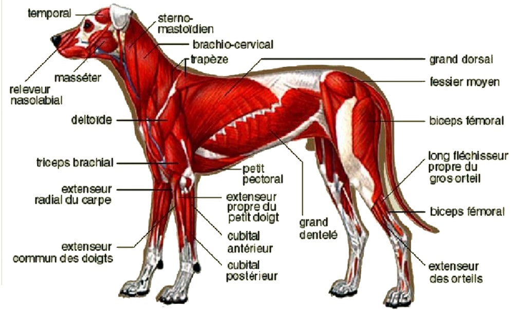 découvrez des exercices adaptés pour garder votre chien en forme et heureux. apprenez des techniques d'entraînement amusantes et engageantes qui renforceront le lien entre vous et votre compagnon à quatre pattes.