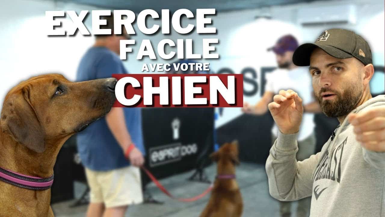 découvrez des exercices amusants et variés pour garder votre chien en forme et épanoui. apprenez des techniques d'entraînement, des jeux interactifs et des conseils pour renforcer votre complicité avec votre fidèle compagnon.